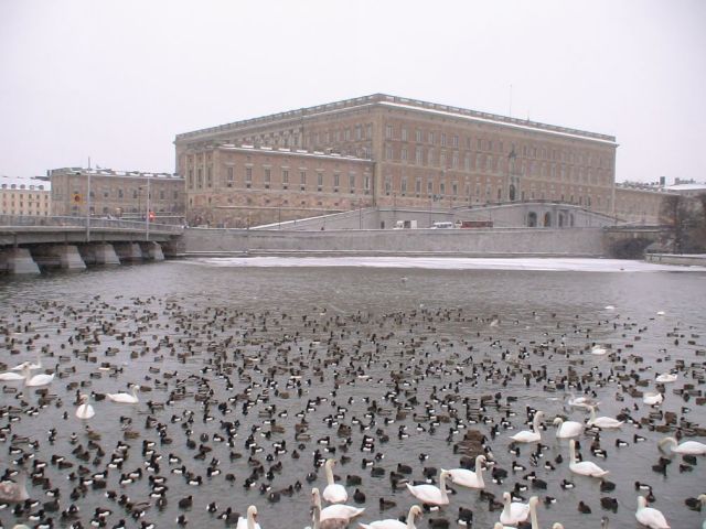 Стокгольм. Лебеди у Королевского дворца